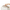 Ivory White